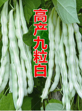 寿光蔬菜九粒白芸豆种子龙泉307白色四季豆高产老来少紫芸豆种孑