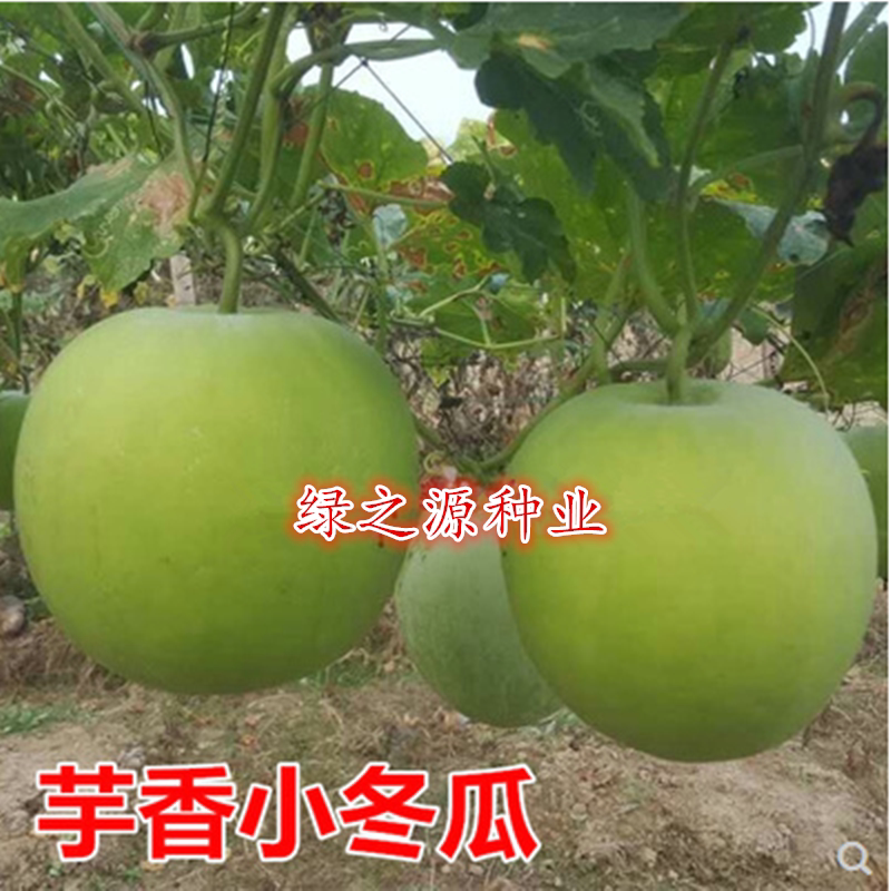 芋香小冬瓜种子香芋冬瓜籽肉厚风味佳大棚露天爬藤农家蔬菜种子