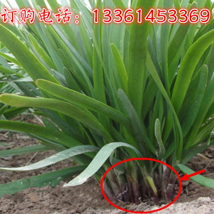 寿光独根红韭菜种子农家紫根白根韭菜根多年生蔬菜雪韭四季种田园