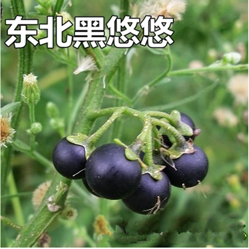 东北黄悠悠籽吉林黄颜色秋龙葵黑天天茄子特色黑葡萄星星幽幽种