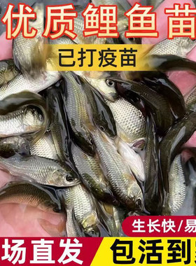 福瑞鲤鱼苗鲤鱼苗建鲤黄河鲤鱼杂交优良品种渔场直发包邮包活