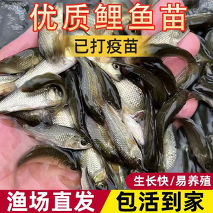 福瑞鲤鱼苗鲤鱼苗建鲤黄河鲤鱼杂交优良品种渔场直发包邮包活