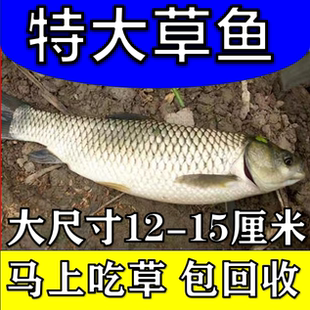 半斤草鱼苗特大20厘米长皖鱼苗脆肉皖鱼淡水养殖可