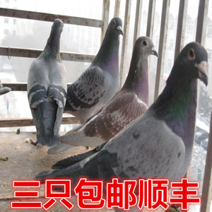青岛农家散养新鲜活老鸽子乳鸽子老鸽乳鸽土鸽子肉3只包邮顺丰