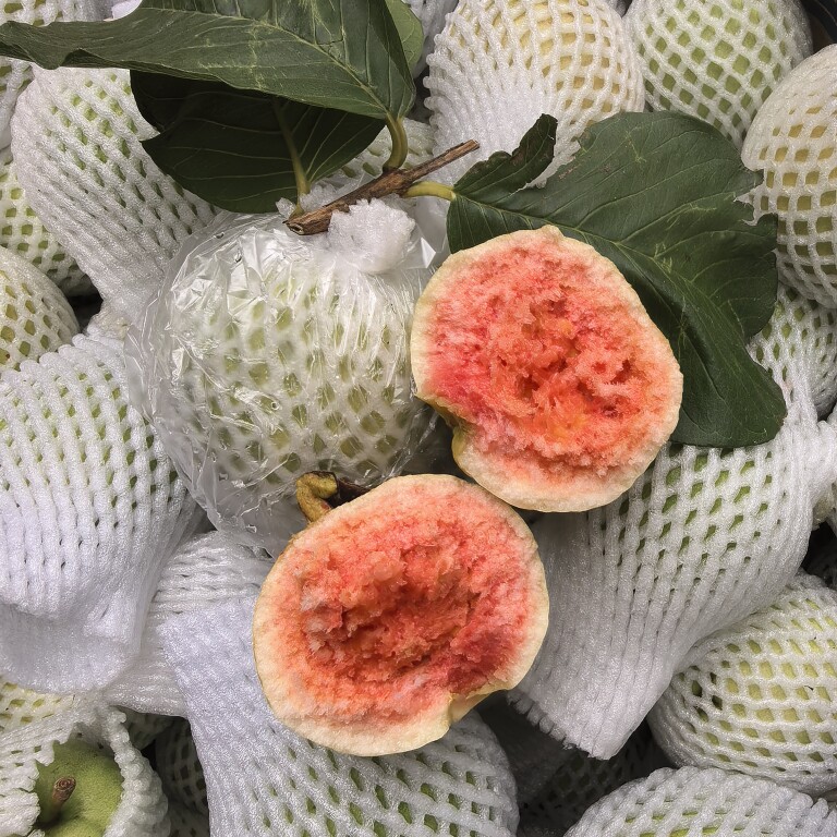 红心番石榴芭乐新鲜水果云南9月现摘现发树上熟清甜红壤芭乐
