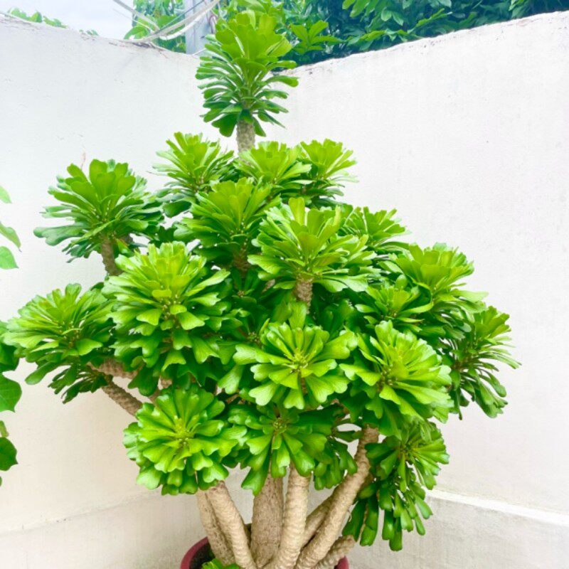 大型绿植绿色扇贝麒麟盆栽夏季好养冬季开花多肉植物花园植物