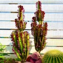 特大红龙骨仙人掌盆栽紫龙骨绿龙骨室内阳台庭院沙生植物造景