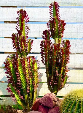 特大红龙骨仙人掌盆栽紫龙骨绿龙骨室内阳台庭院沙生植物造景