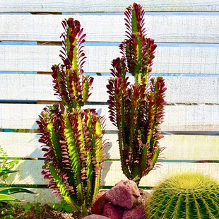 特大红龙骨仙人掌盆栽紫龙骨绿龙骨室内阳台庭院沙生植物造景