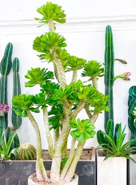 夏季耐热多肉老桩绿色扇贝麒麟盆栽好养冬季开花庭院阳台花园植物