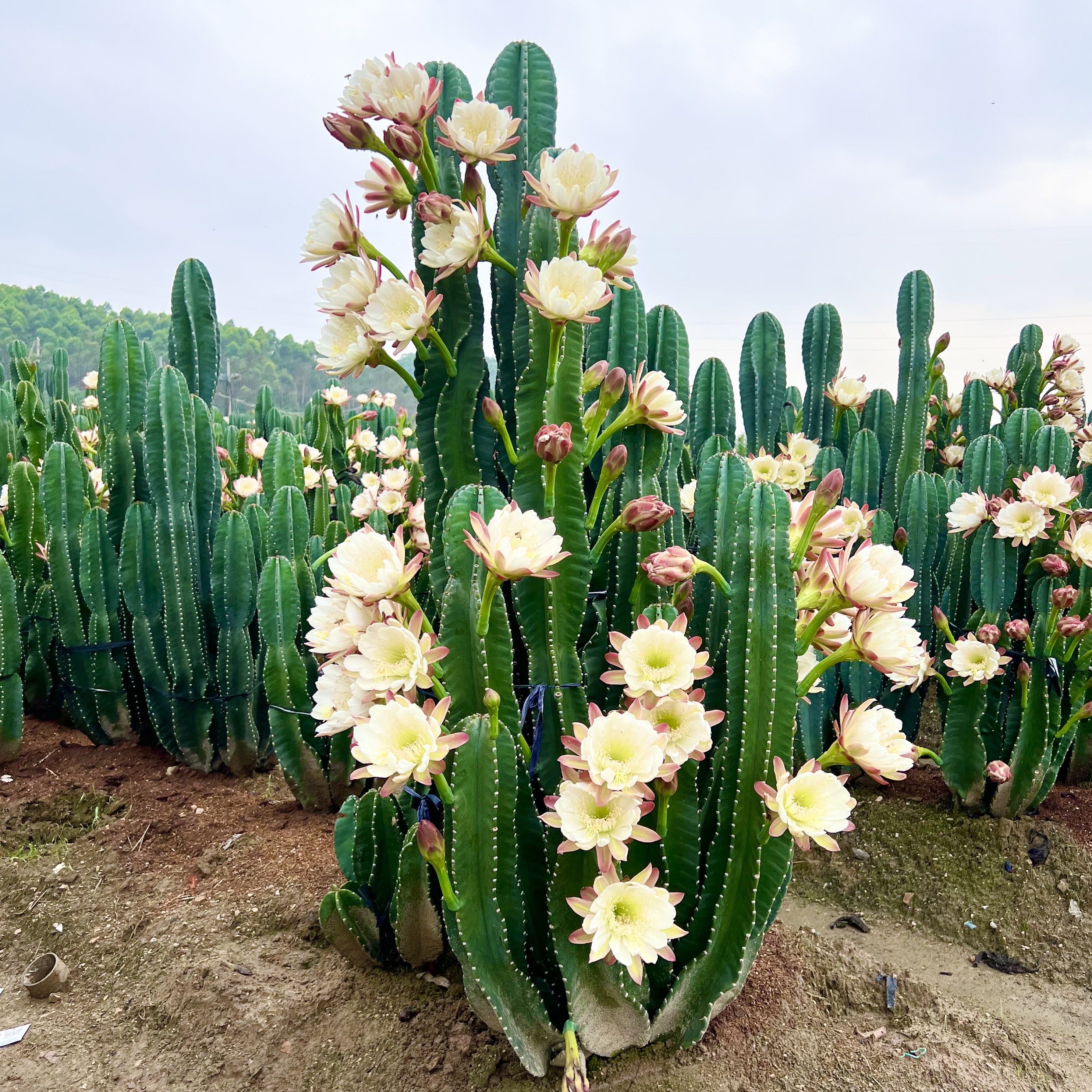 沙生植物造景仙人柱秘鲁苹果图片