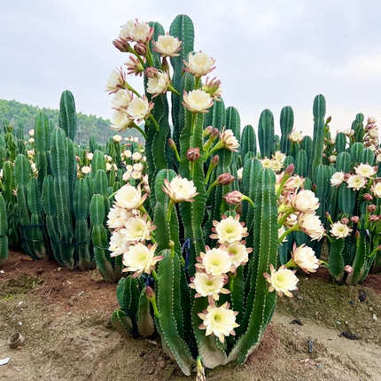 秘鲁苹果仙人掌景观植物螺旋仙人柱大型盆栽庭院造景植物花园户外