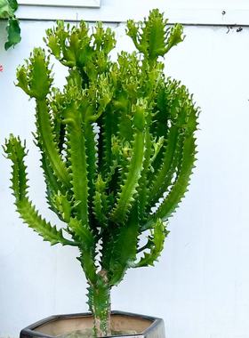 庭院造景巴西龙骨仙人掌景观沙生植物造景盆栽民宿门店装饰阳台