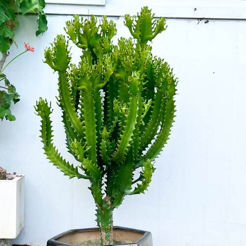 庭院沙生植物造景巴西龙骨耐热