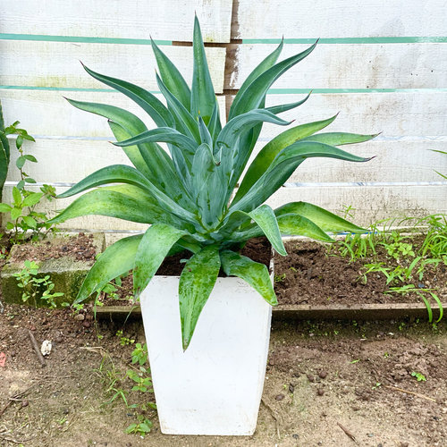 庭院景观耐热沙生植物造景翡翠盘