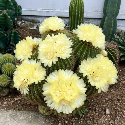 庭院景观阳台耐热耐旱金冠仙人球