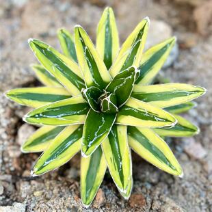 辉山龙舌兰黄色世之雪锦沙漠景观植物盆栽庭院造景植物花园户外