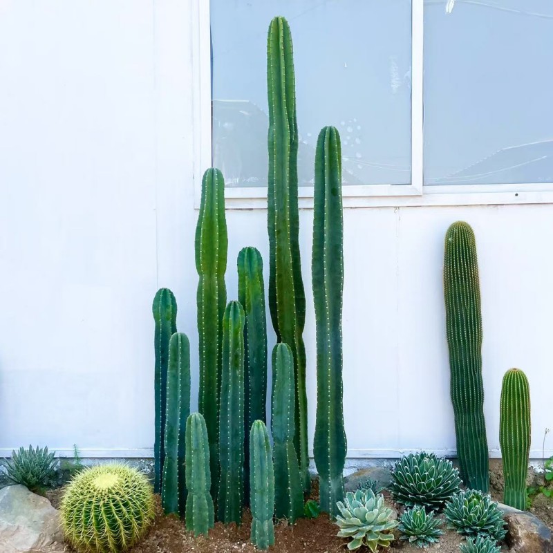 庭院造景仙人柱量天尺室外绿植大