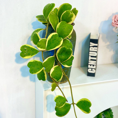 室内绿植可水培土培心叶球兰客厅