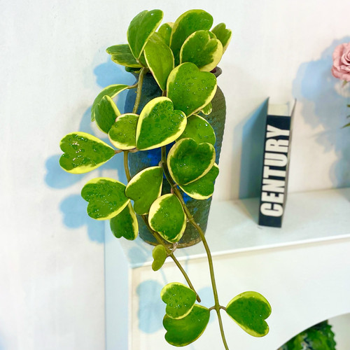 室内绿植可水培土培心叶球兰客厅