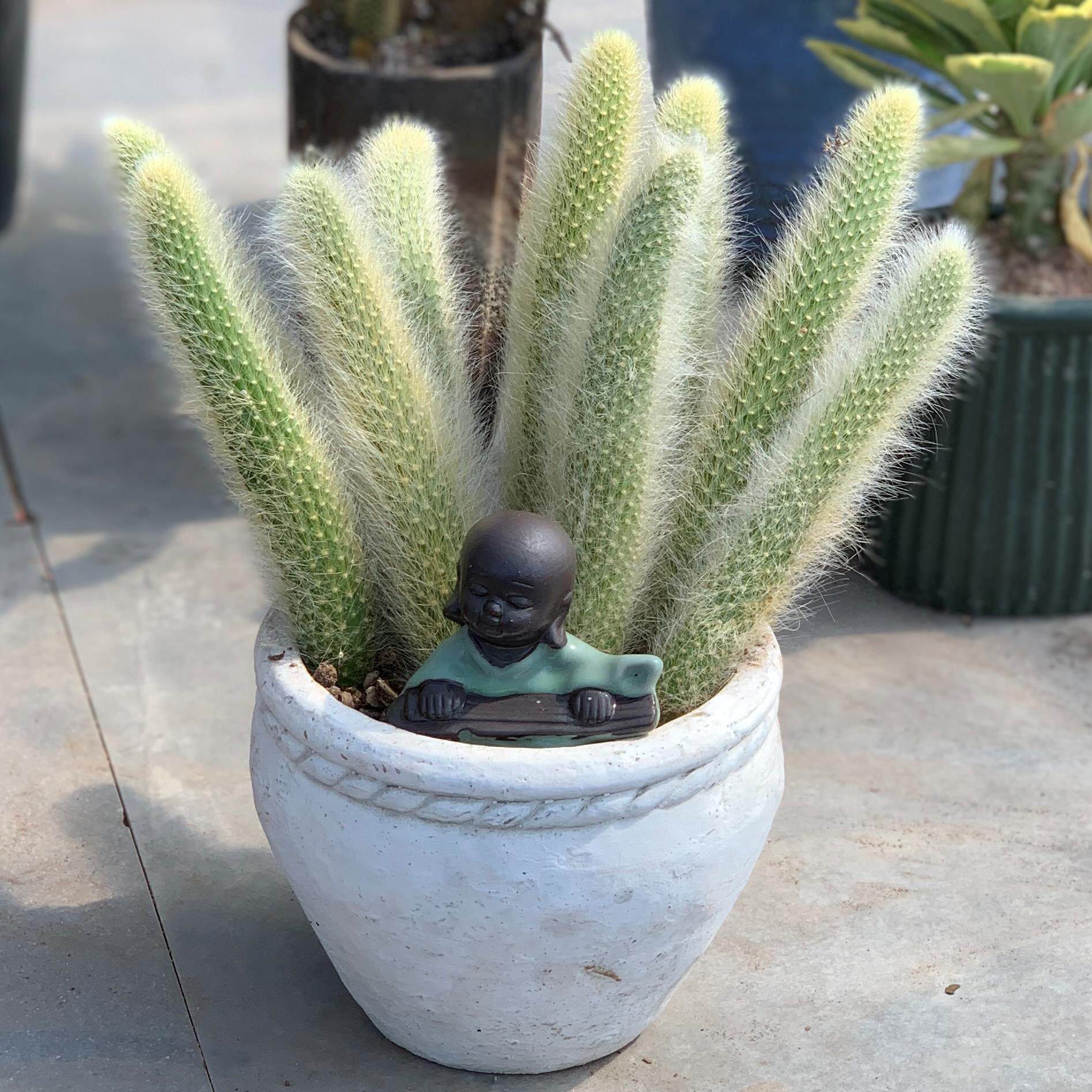 惠乐花卉长毛九尾狐多肉植物夏季开花仙人掌阳台庭院均好养网红款