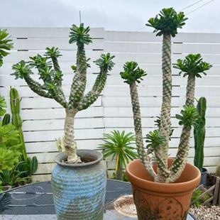庭院阳台好养沙生植物无刺霸王鞭不扎手耐旱造景植物盆景多肉老桩