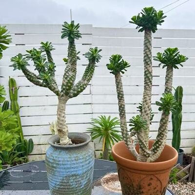 庭院阳台好养沙生植物多肉植物