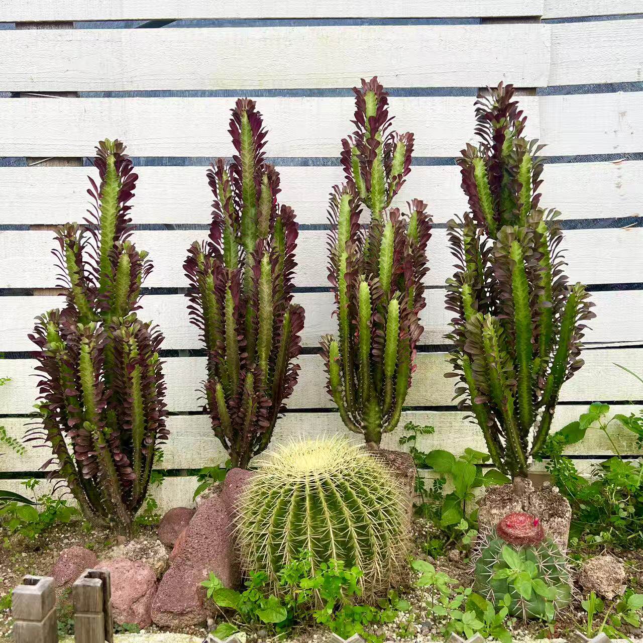 特大号红龙骨花仙人掌盆栽室内阳台易养护耐旱多肉植物民宿造景