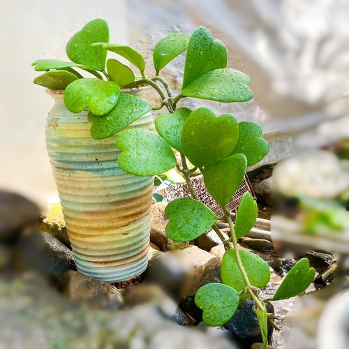 心叶球兰室内净化空气水培植物