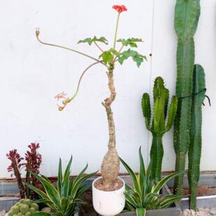 佛肚树佛肚海棠花园阳台开花耐旱庭院植物玉树珊瑚红花室外庭院