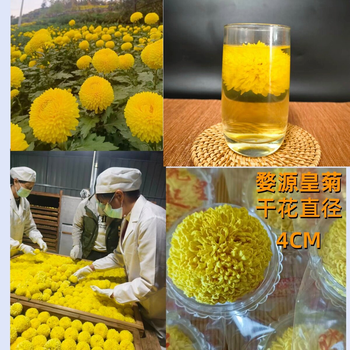 江西婺源晓起皇菊熬夜去火办公家用菊花茶大朵独立包装养生花草茶