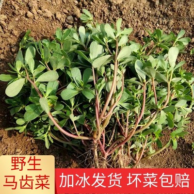 加冰发马齿苋马芷苋菜新鲜野生野菜现挖长寿菜蚂蚁菜马蜂菜五行草