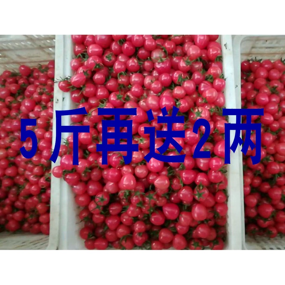 ÐÂÏÊǧìûʥŮ¹û5½ï Ó£ÌÒСÎ÷ºìÊÁ·¬ÇÑË®¹ûСÊÁ×Ó °üÓÊ