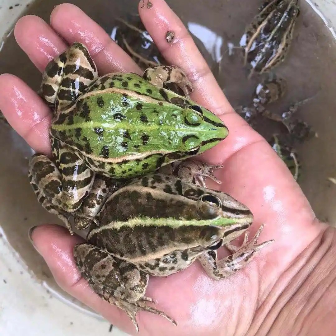 青蛙麻拐稻田蛙，非牛蛙（顺丰包邮包活到家）,水产肉类/新鲜蔬果/熟食,牛蛙/蛙类制品,淘宝优惠券,粉丝福利购,淘宝优惠卷