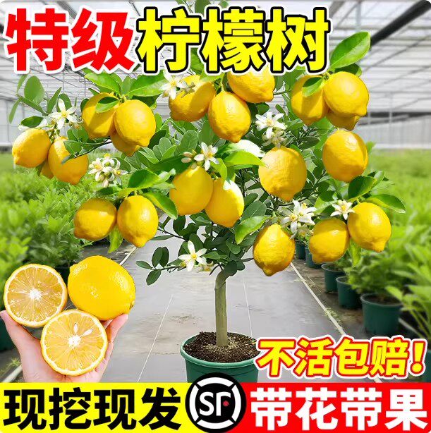 香水柠檬树盆栽水果树苗客厅绿植