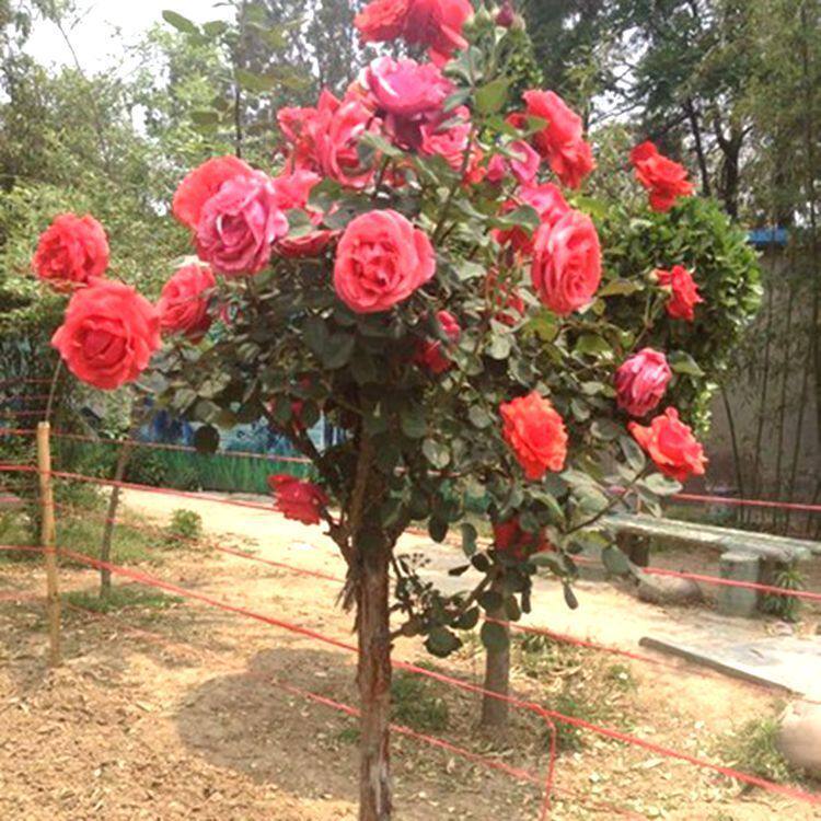 绿植树状双色花苗庭院月季盆栽