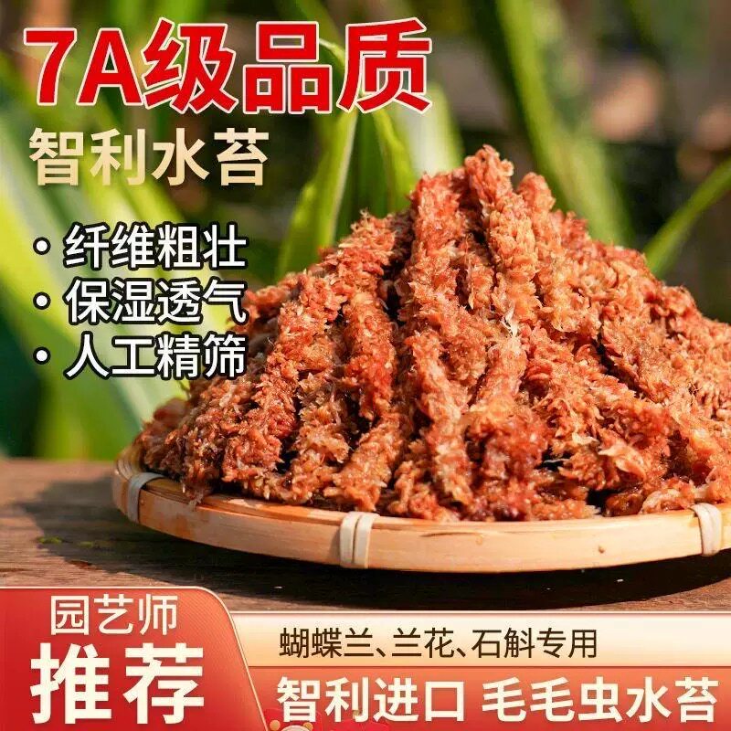 智利进口毛毛虫水苔蝴蝶兰专用水苔七星干苔藓兰花营养土苔藓植料