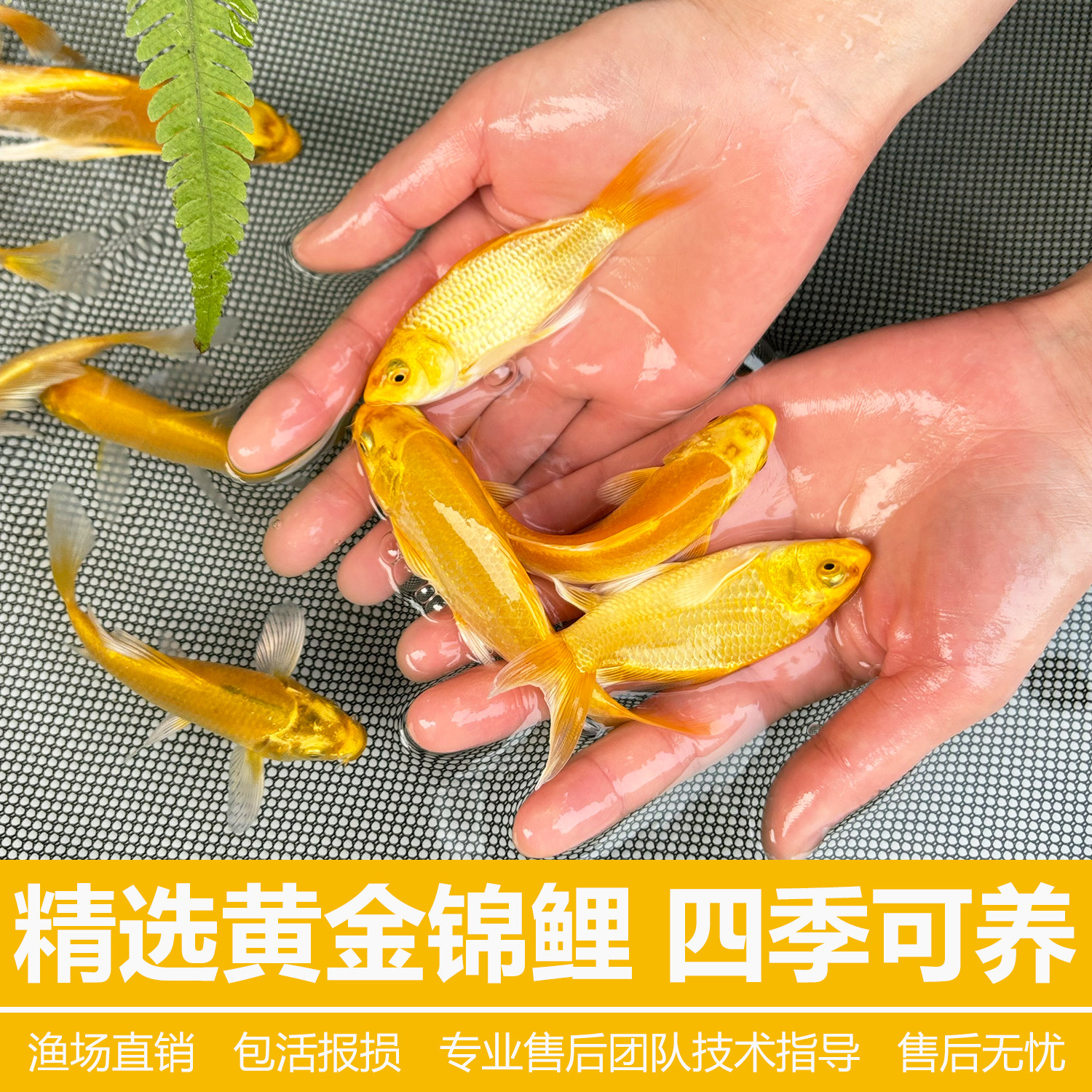 黄金锦鲤鱼红草鱼小金鱼淡水鱼好养耐活冷水鱼黄金龙凤锦鲤观赏鱼