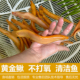 黄金泥鳅观赏鱼清道夫黄金鳅清洁工具鱼冷水淡水好养耐活鱼练手鱼