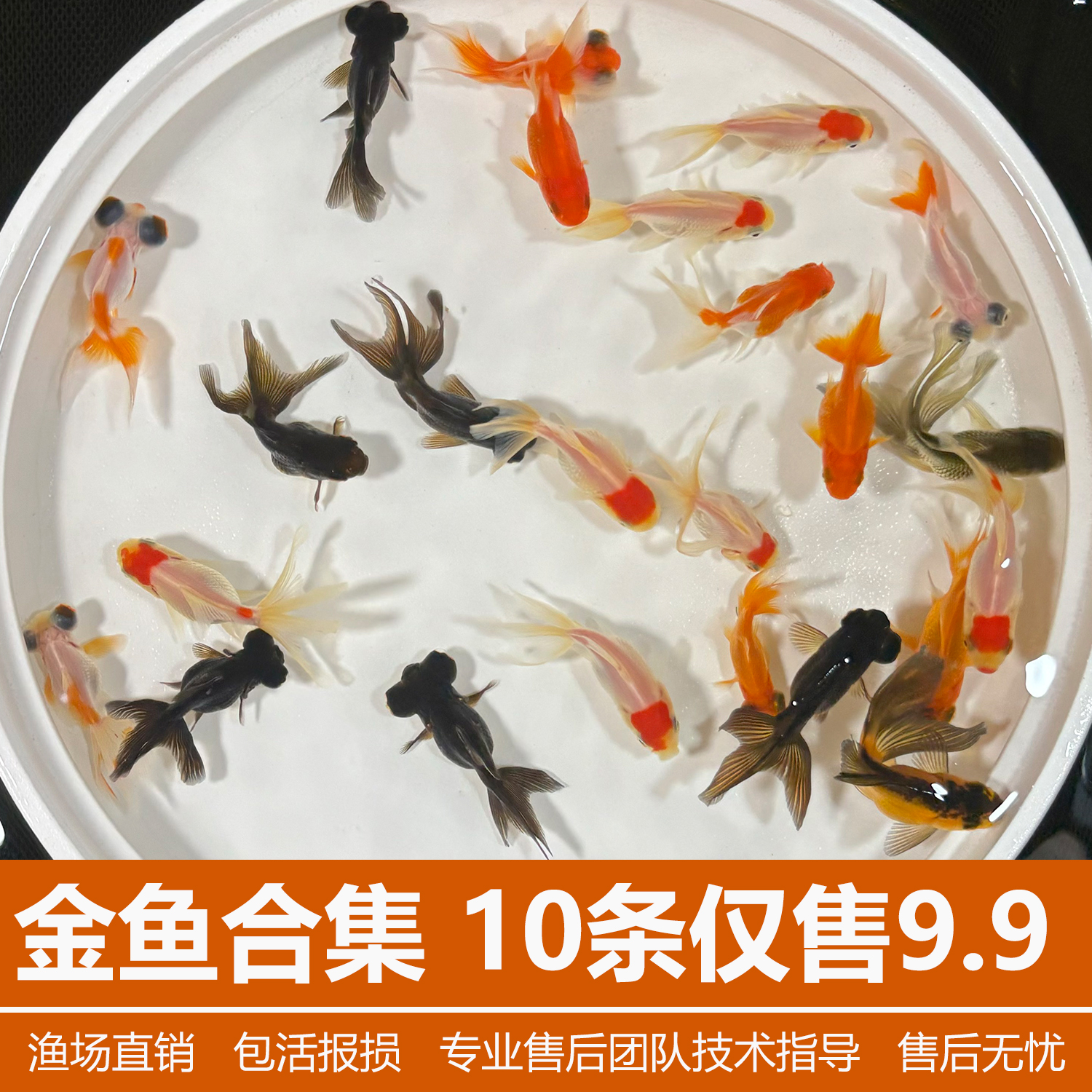 金鱼活鱼不加温冷水鱼观赏鱼淡水鱼活体草金鱼苗小金鱼好养宠物鱼