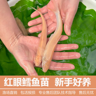 红眼银鳕鱼苗淡水鱼苗养殖食用白子龙大鳞鲃冷水观赏鱼本地食用鱼