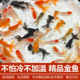 金鱼活鱼不加温冷水鱼观赏鱼淡水鱼活体草金鱼苗小金鱼好养宠物鱼