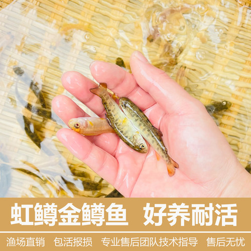 金鳟鱼虹鳟鱼活体鱼苗淡水凶猛冷水鱼包邮观赏鱼稀有鱼淡水三文鱼