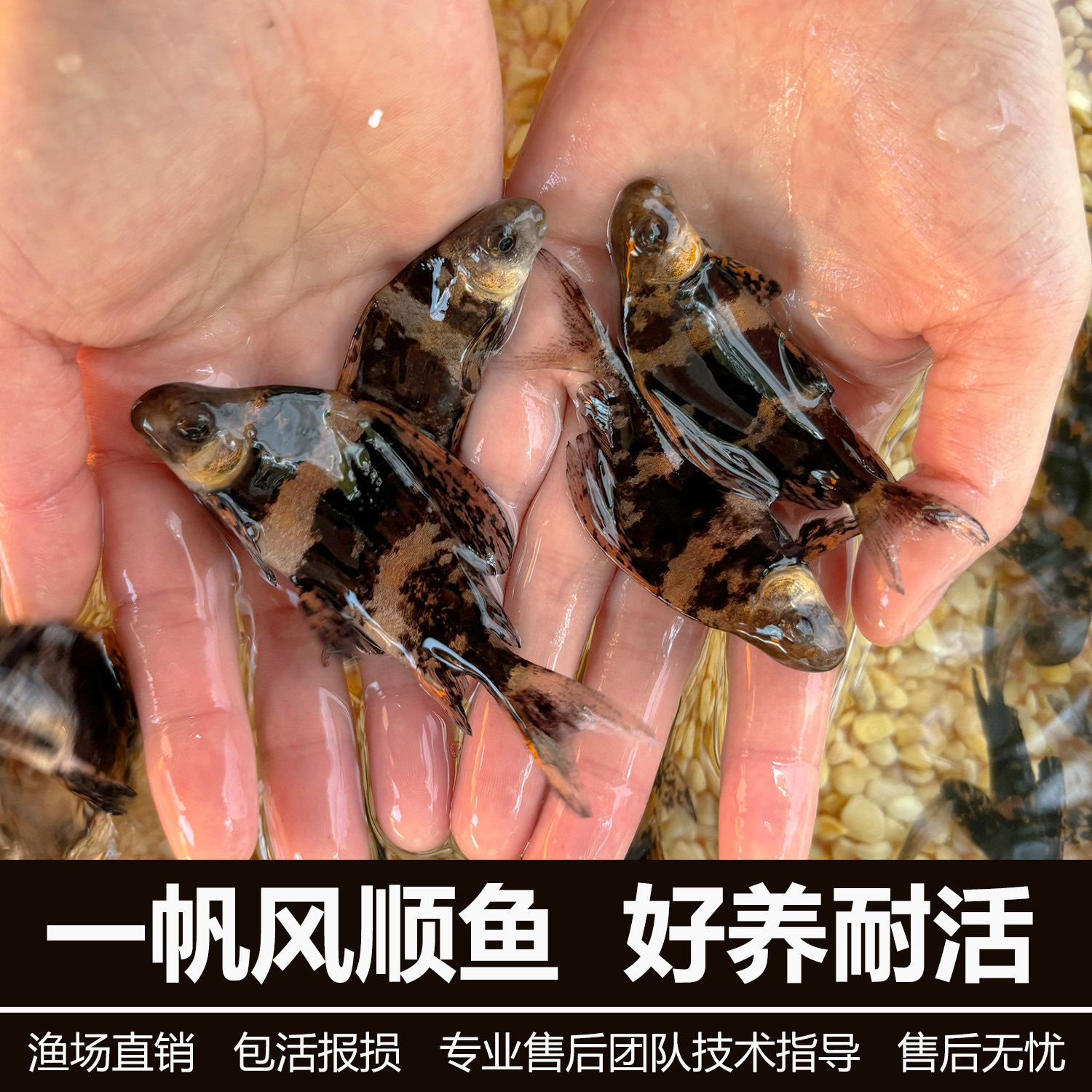 胭脂鱼苗一帆风顺鱼淡水冷水好养耐活清道夫观赏鱼缸清洁鱼工具鱼