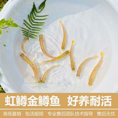 虹鳟鱼活体网红热门观赏鱼冷水淡水鱼原生鱼苗三文鱼凶猛鱼金鳟鱼