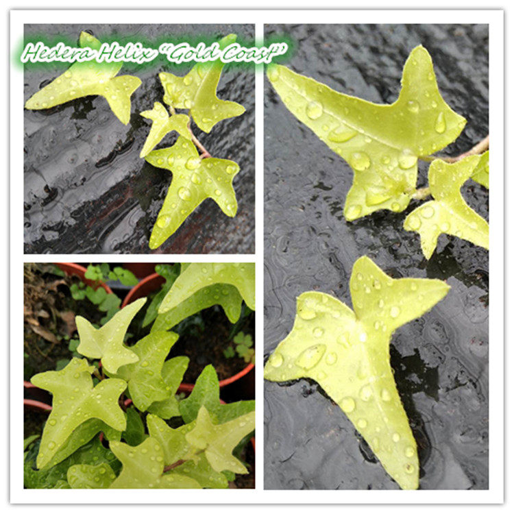 常春藤 金海岸  Hedera Helix &ldquo;Gold Coast&rdquo; 稀有品种