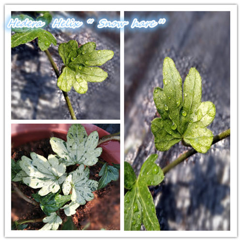 helixsnowrdquo稀有品种雪兔