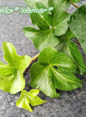 常春藤   维尔纳   Hedera  helix  “  Werne”   稀有品种