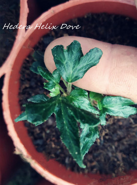 常春藤  朵芙  Hedera Helix  Dove 稀有品种