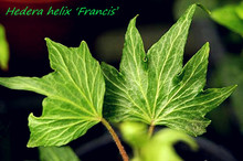 常春藤  弗朗西斯 Hedera Helix  ‘Francis’’  稀有品种